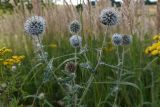 Echinops sphaerocephalus. Верхушка растения с соцветиями. Тульская обл, Узловский р-н, окр. пос. Дубовка, вейниковый луг на залежи. 19 августа 2020 г.