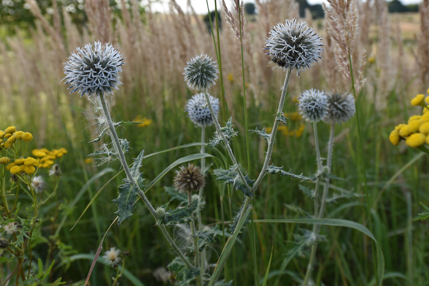 Изображение особи Echinops sphaerocephalus.