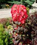 Amaranthus tricolor