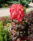 Amaranthus tricolor. Вегетирующее растение. Краснодарский край, городской округ Сочи, мкр-н Хоста, в культуре. Июль 2020 г.
