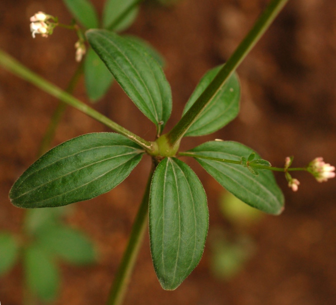 Изображение особи Galium maximowiczii.