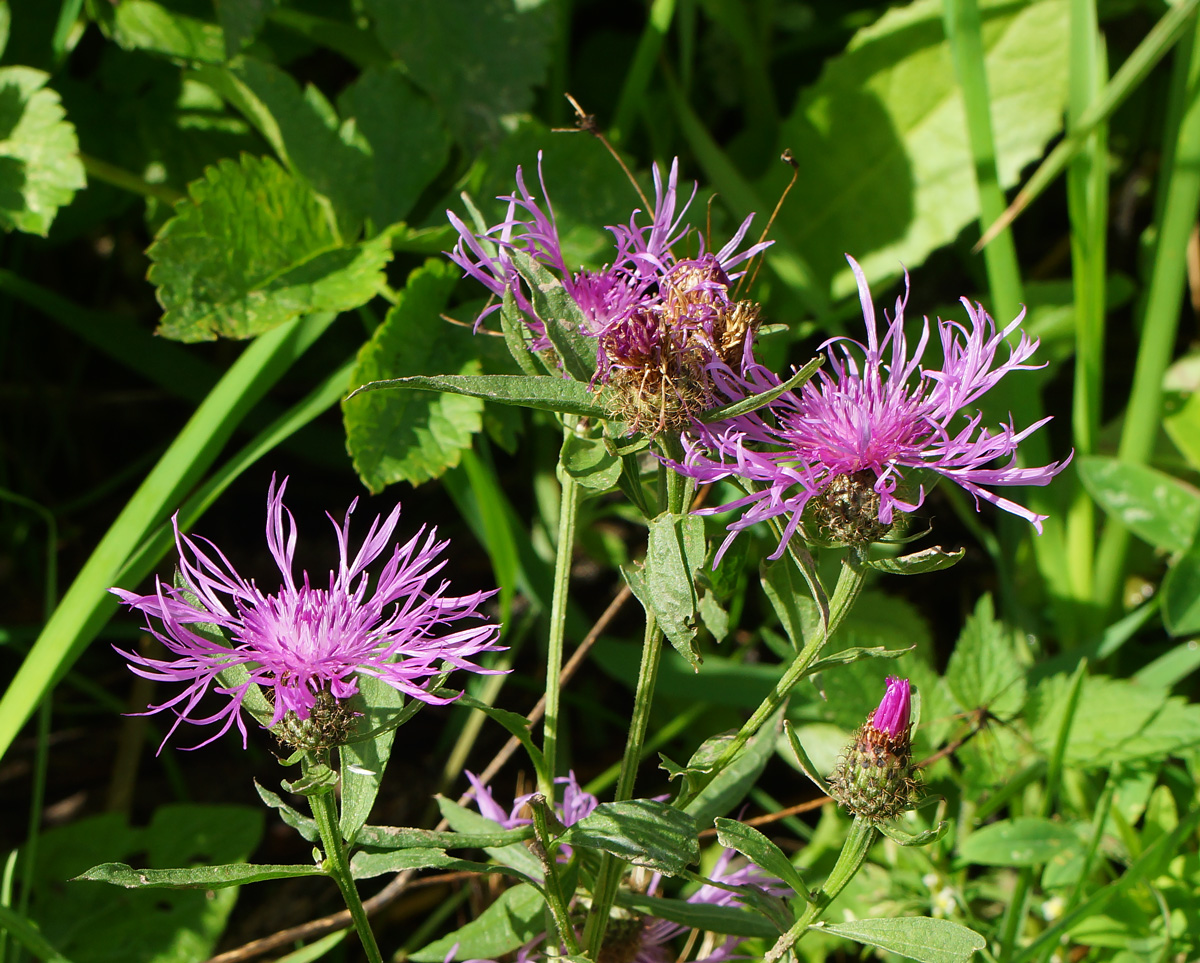 Изображение особи Centaurea phrygia.