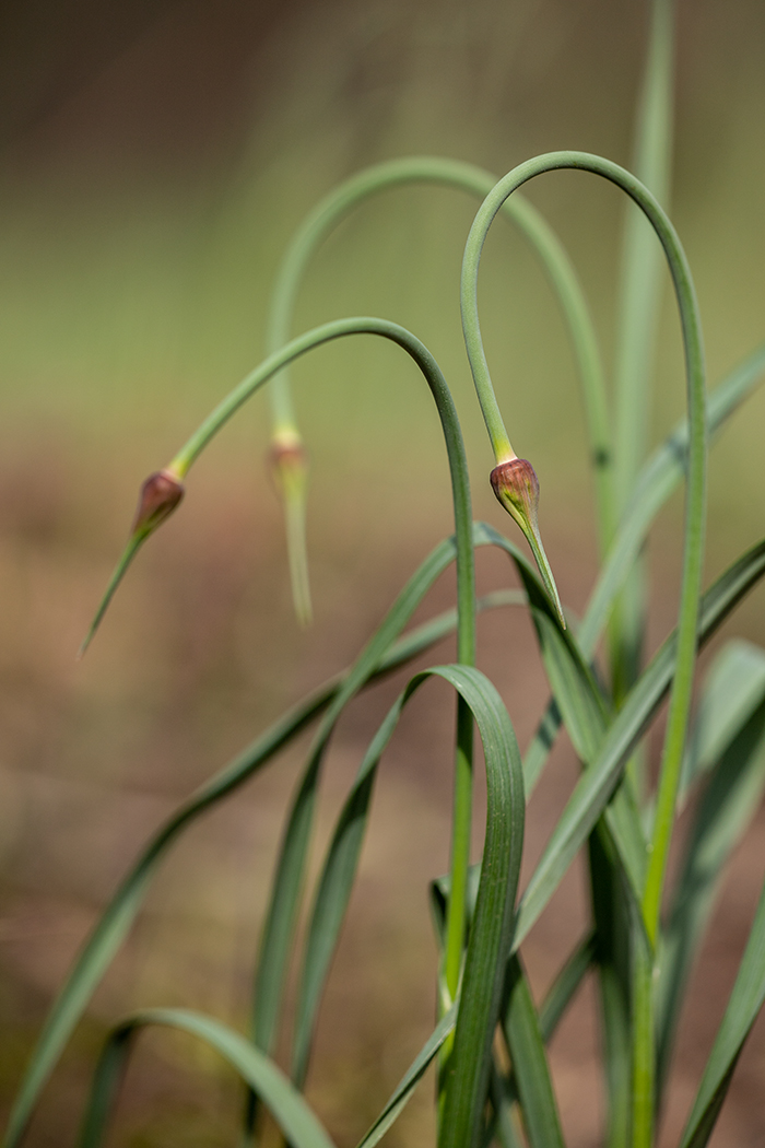 Изображение особи Allium sativum.