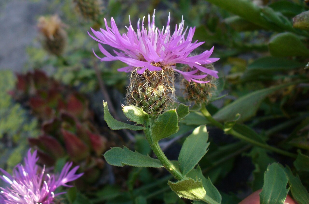 Изображение особи Centaurea kerneriana.