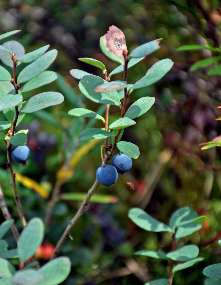 Изображение особи Vaccinium uliginosum.