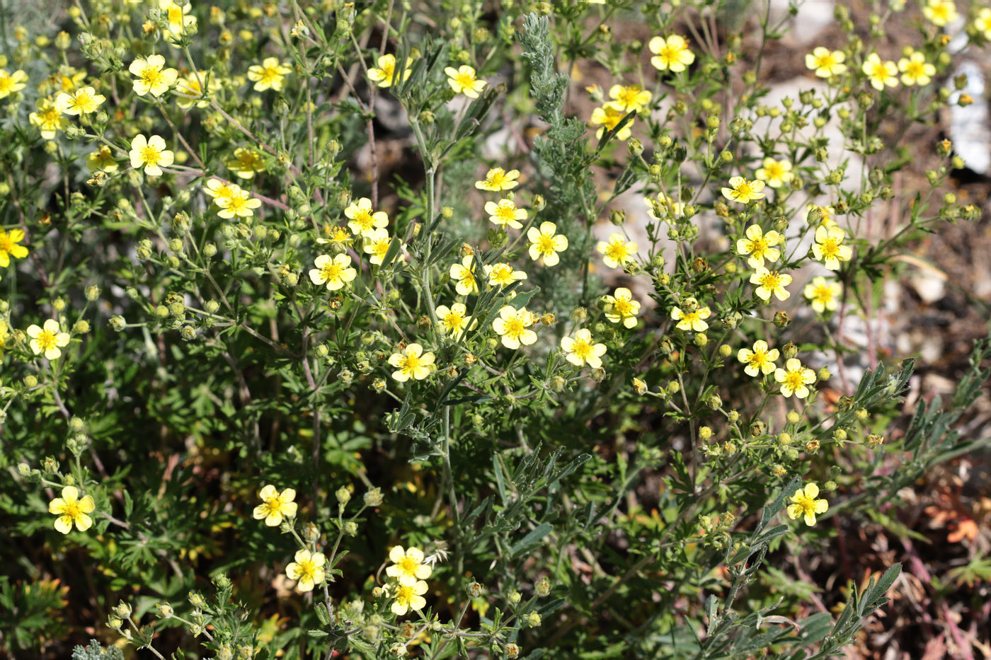 Image of genus Potentilla specimen.