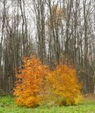 Fagus sylvatica