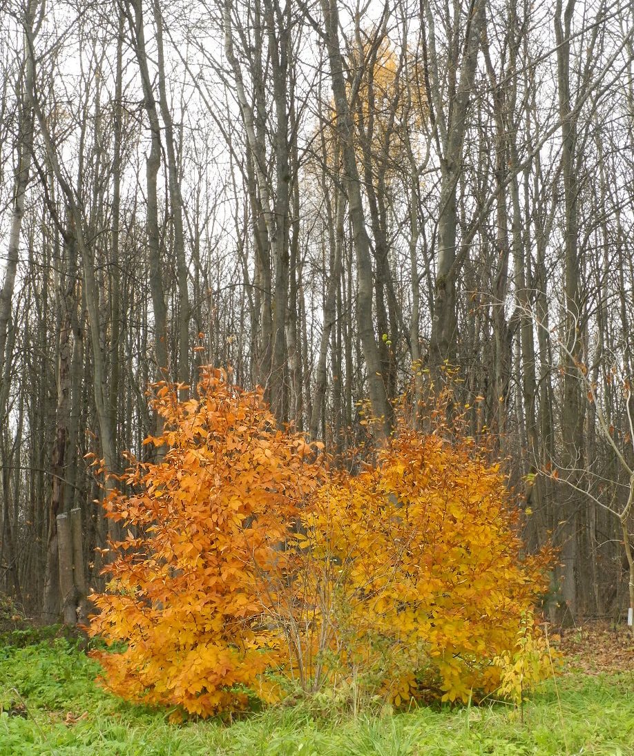 Image of Fagus sylvatica specimen.