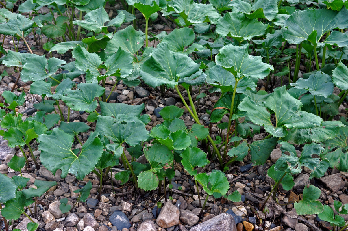 Image of Petasites radiatus specimen.