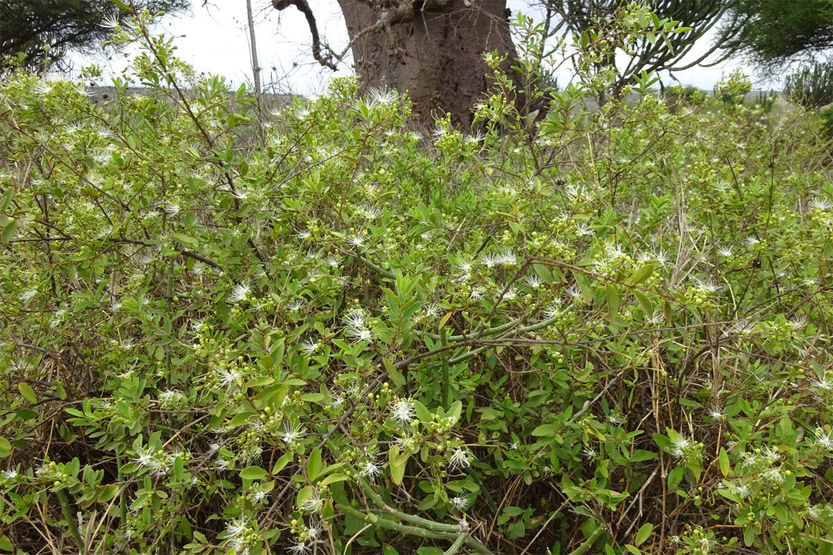 Изображение особи Maerua aethiopica.