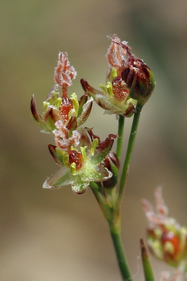 Image of Juncus compressus specimen.