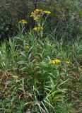 Senecio sarracenicus