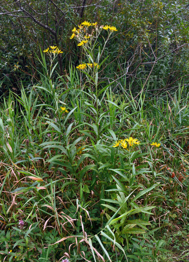 Image of Senecio sarracenicus specimen.