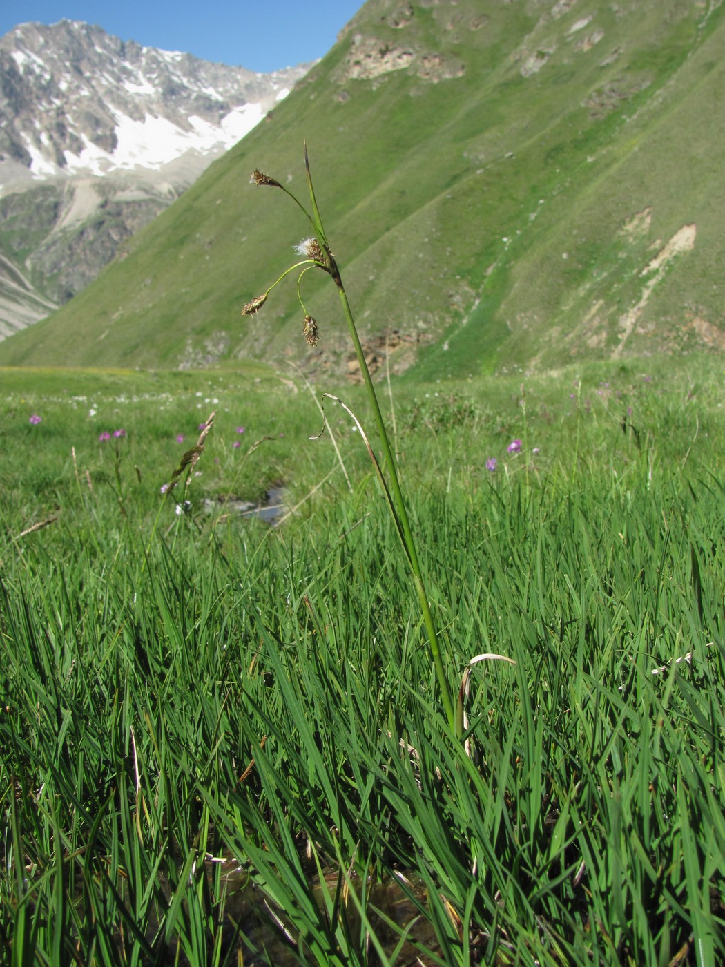 Изображение особи Eriophorum angustifolium.