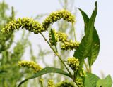 Persicaria scabra. Верхушка цветущего растения. Тульская обл., Плавский р-н, окр. пос. Молочные Дворы, пашня. 05.08.2006.