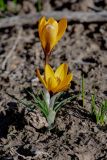 Crocus korolkowii