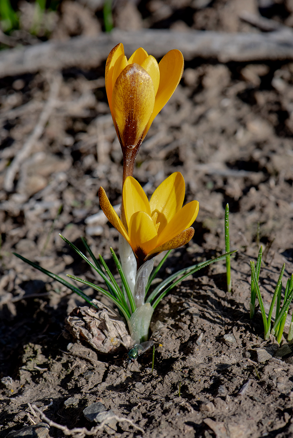 Image of Crocus korolkowii specimen.