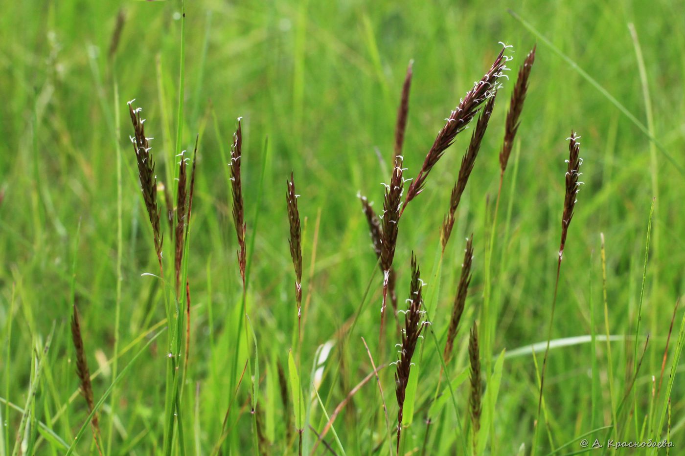 Изображение особи Anthoxanthum odoratum.