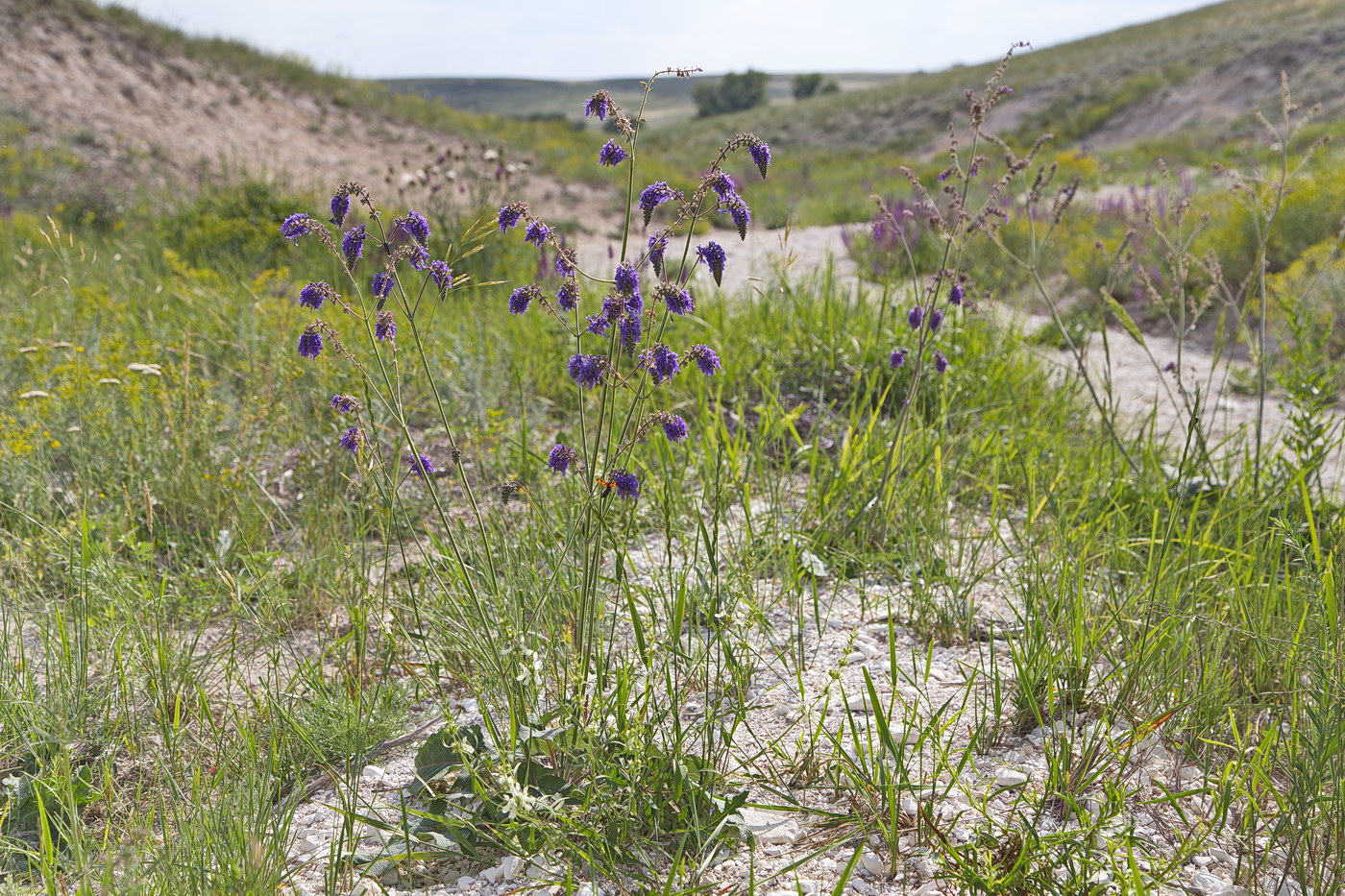 Изображение особи Salvia nutans.