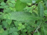 Cirsium setosum. Лист, поражённый вирусом. Краснодарский край, Абинский р-н, ст-ца Холмская, берег р. Хабль. 21.07.2020.