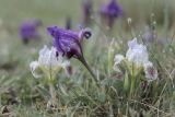 Iris pumila. Цветущие растения. Крым, Севастополь, Хомутова балка, петрофитная степь. 21.04.2021.