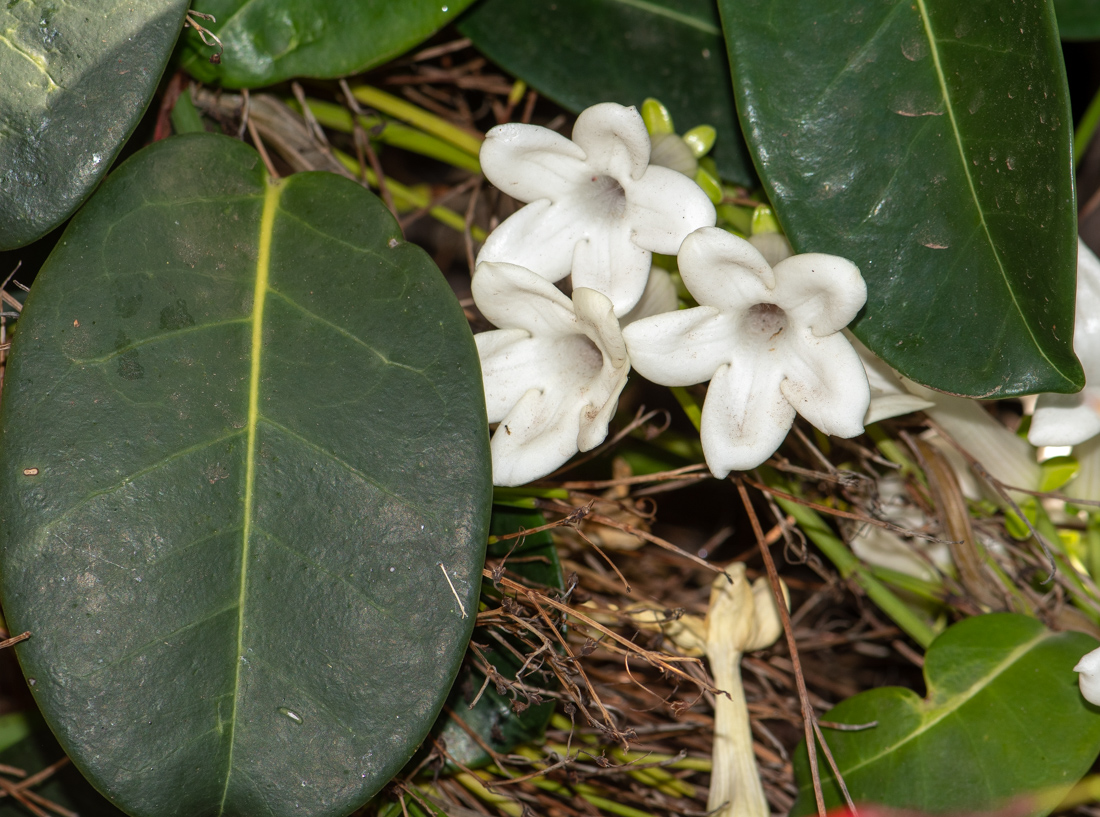 Изображение особи Marsdenia floribunda.