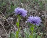 Globularia trichosantha