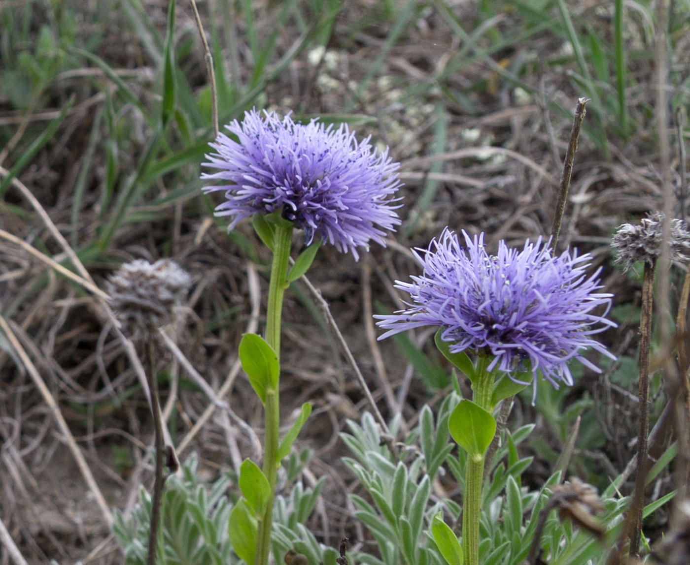 Image of Globularia trichosantha specimen.