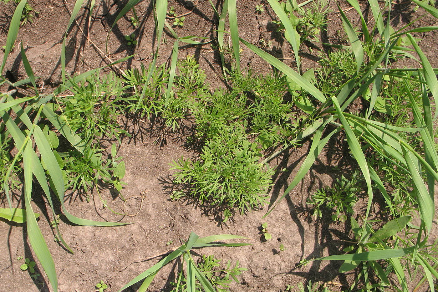 Image of Delphinium consolida specimen.