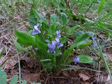 Viola jeniseensis