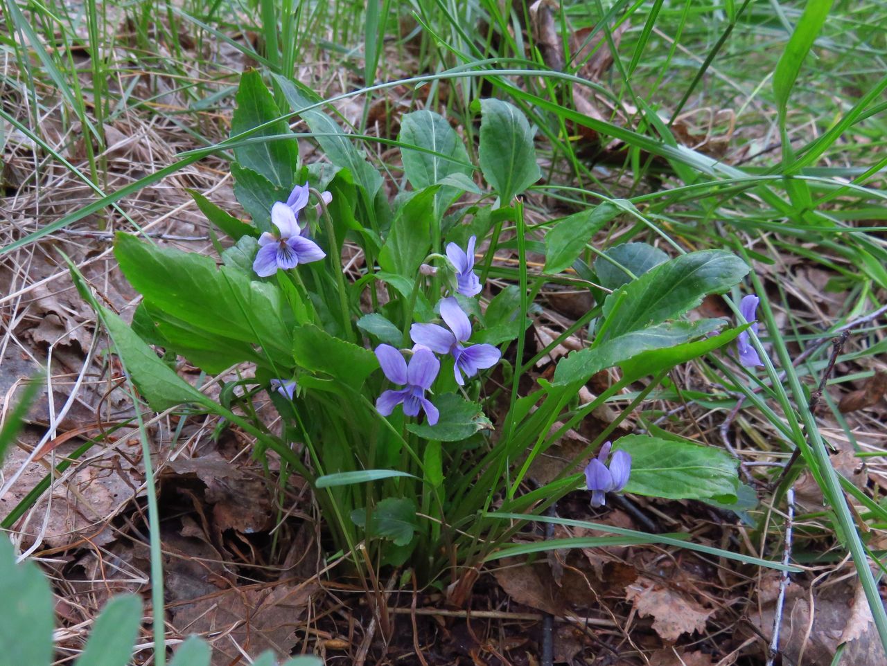 Изображение особи Viola jeniseensis.