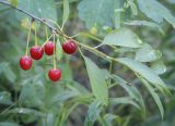 Cerasus fruticosa. Верхушка веточки с плодами. Пермский край, Кунгурский р-н, правый берег р. Сылва, окр. ур. Камень Ермак, сосновый бор, крутой склон. 11.07.2021.