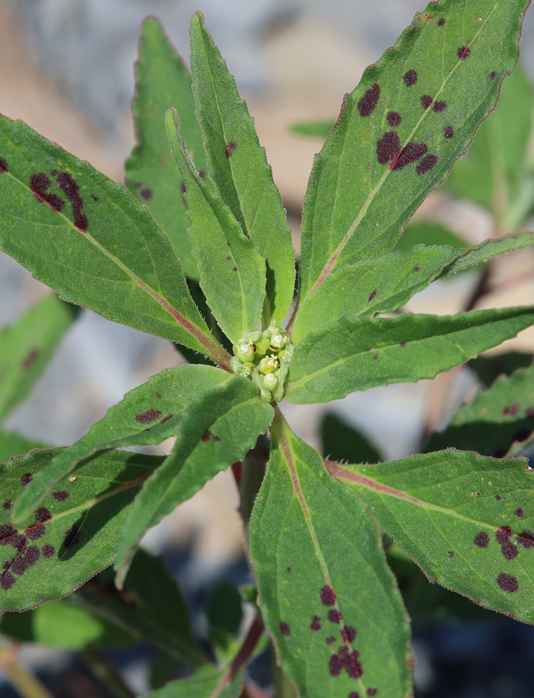 Изображение особи Euphorbia davidii.