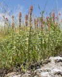 Thymus pulchellus