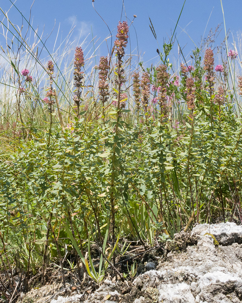 Изображение особи Thymus pulchellus.