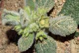 Eremostachys isochila