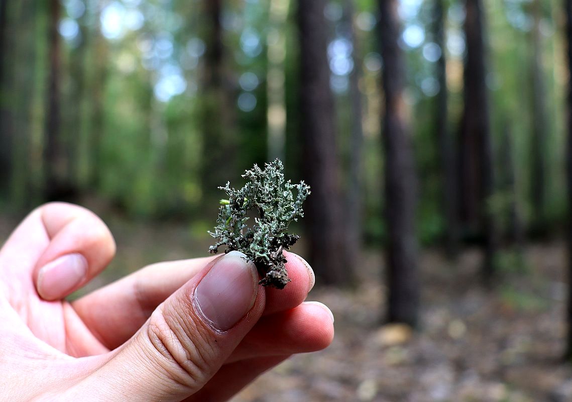 Image of genus Cladonia specimen.