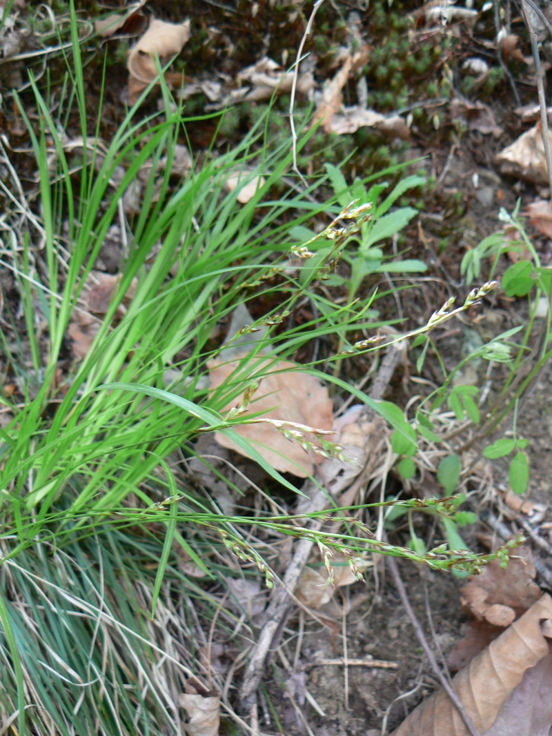 Image of genus Carex specimen.