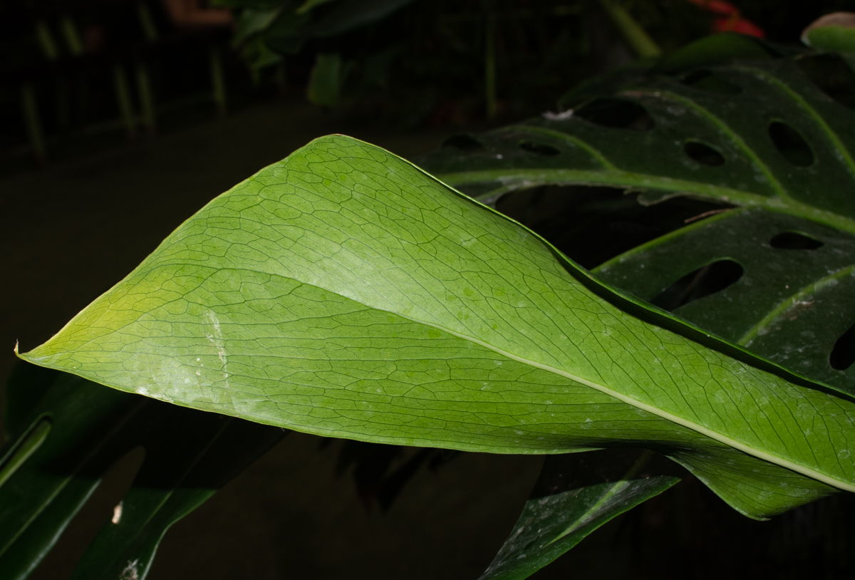 Изображение особи Monstera deliciosa.