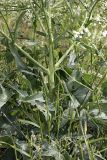 Crambe orientalis