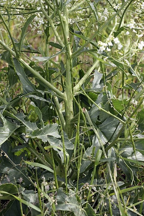 Изображение особи Crambe orientalis.