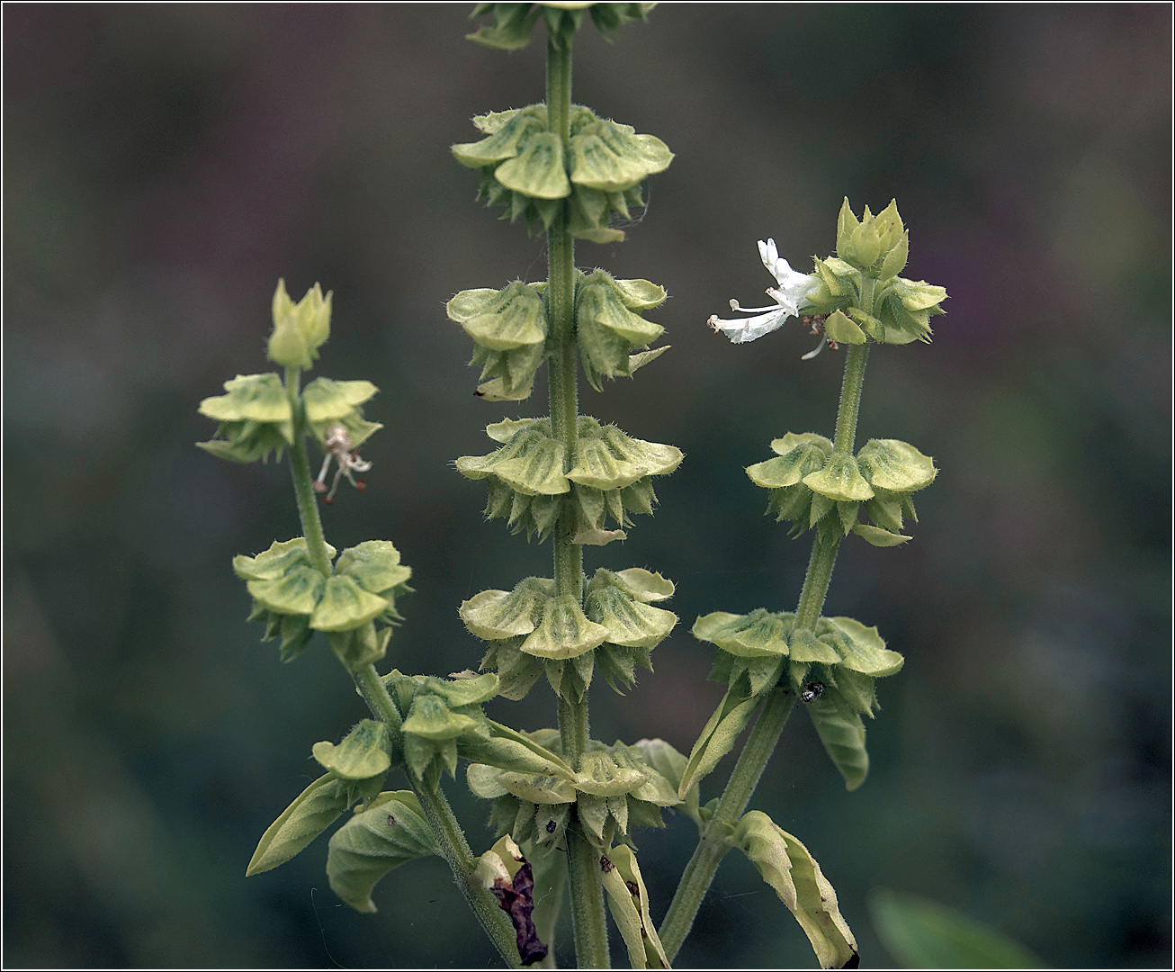 Изображение особи Ocimum basilicum.