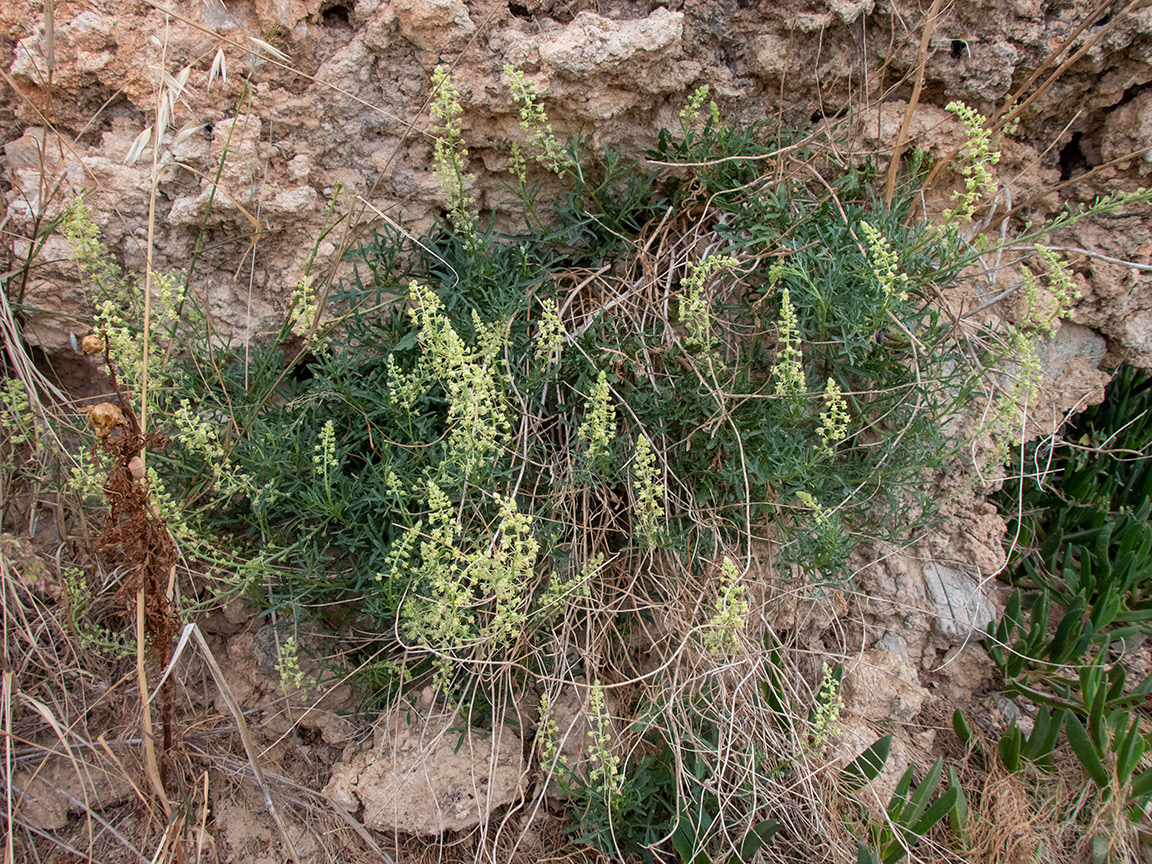 Image of Reseda lutea specimen.