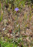 Lactuca tatarica