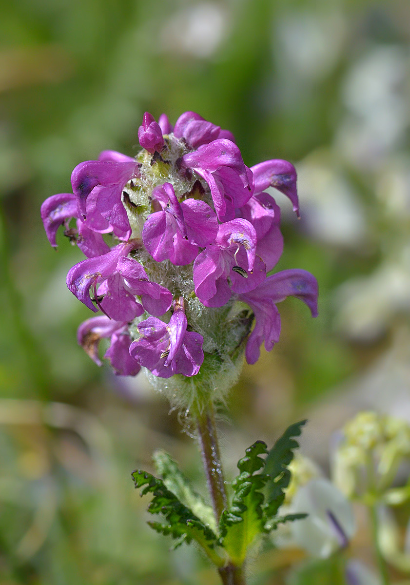 Image of Pedicularis crassirostris specimen.