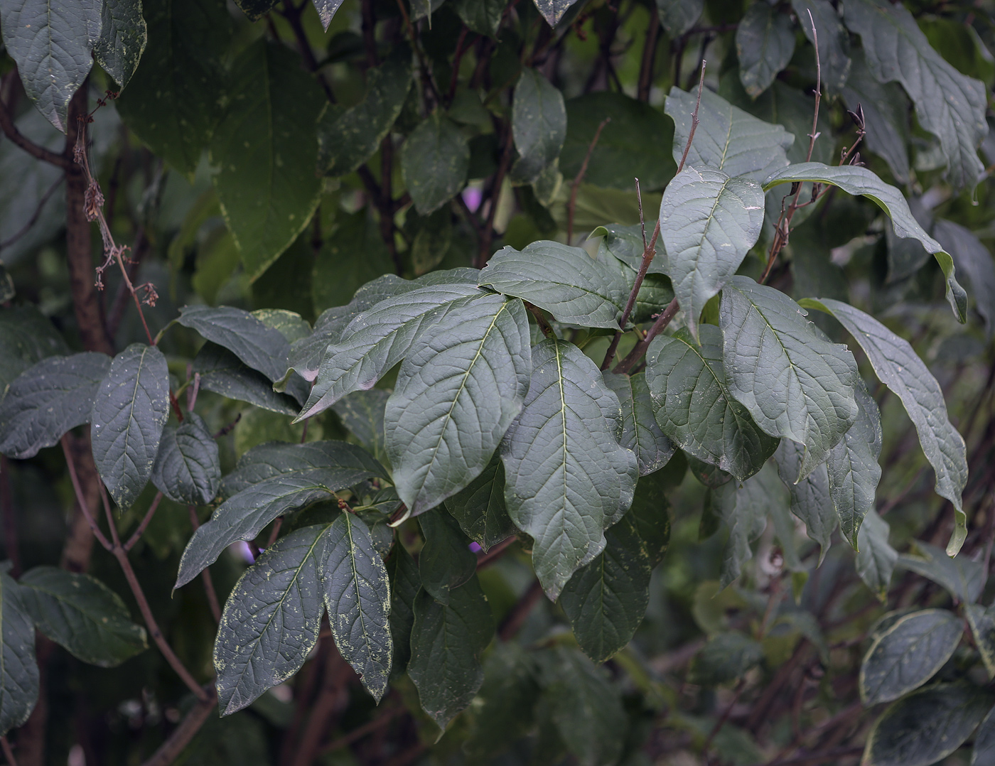 Image of Syringa &times; prestoniae specimen.