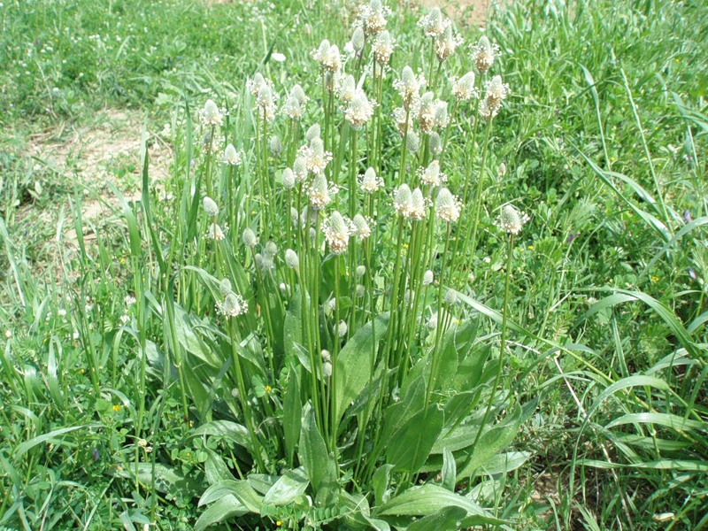 Изображение особи Plantago lagopus.