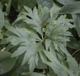 Helleborus purpurascens