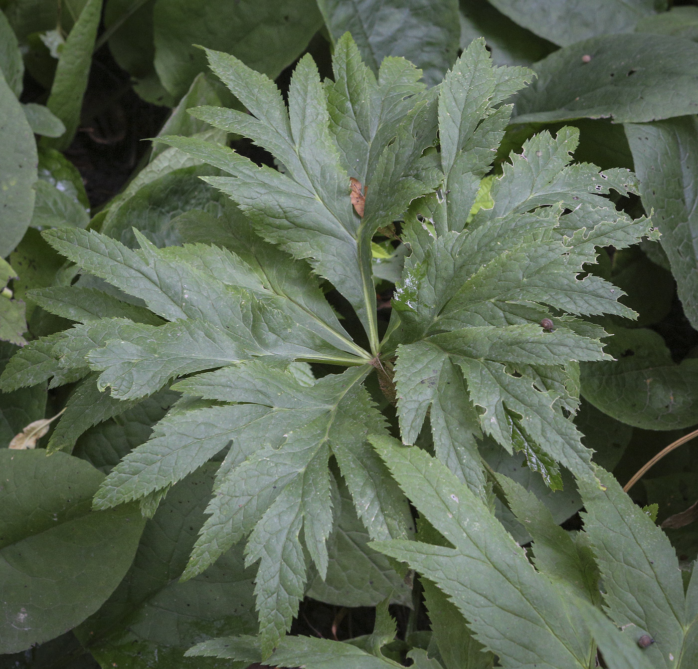 Image of Helleborus purpurascens specimen.