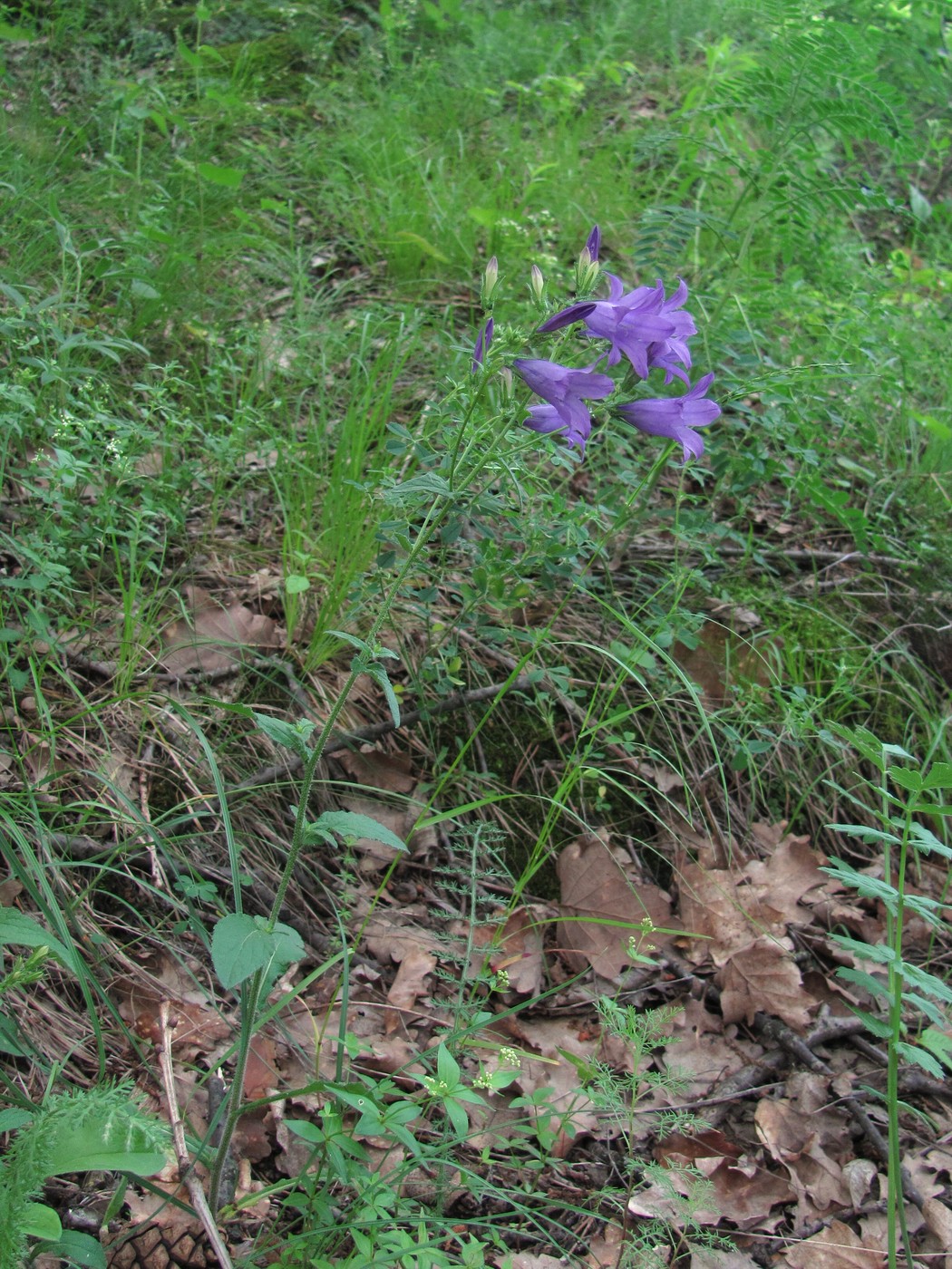 Image of Campanula charadzae specimen.